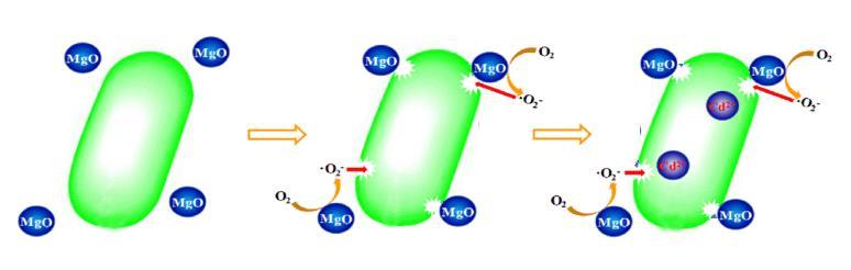 Magnezyum Oksit (MgO) MgO güçlü antimikrobiyal etki gösterebilen ucuz, bol bulunan, toksik olmayan ve çevre dostu önemli bir başka nanomateryaldir.