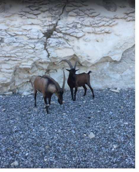 Hotel misafirlerine yabani dağ keçileri ve türleri hakkında