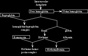 Intravaskuler Hb katabolizması Düşük serum haptoglobulin