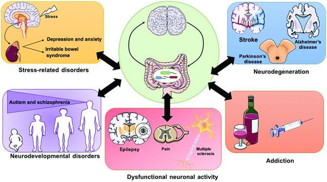 Recent developments in understanding the role of the gut microbiota in brain health and disease Annals of the New York