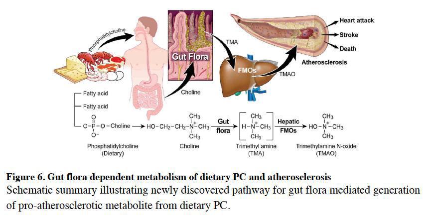 İntestinal mikrobiyotanın ateroskleroz gelişimine etkisi Çok yağlı diyet