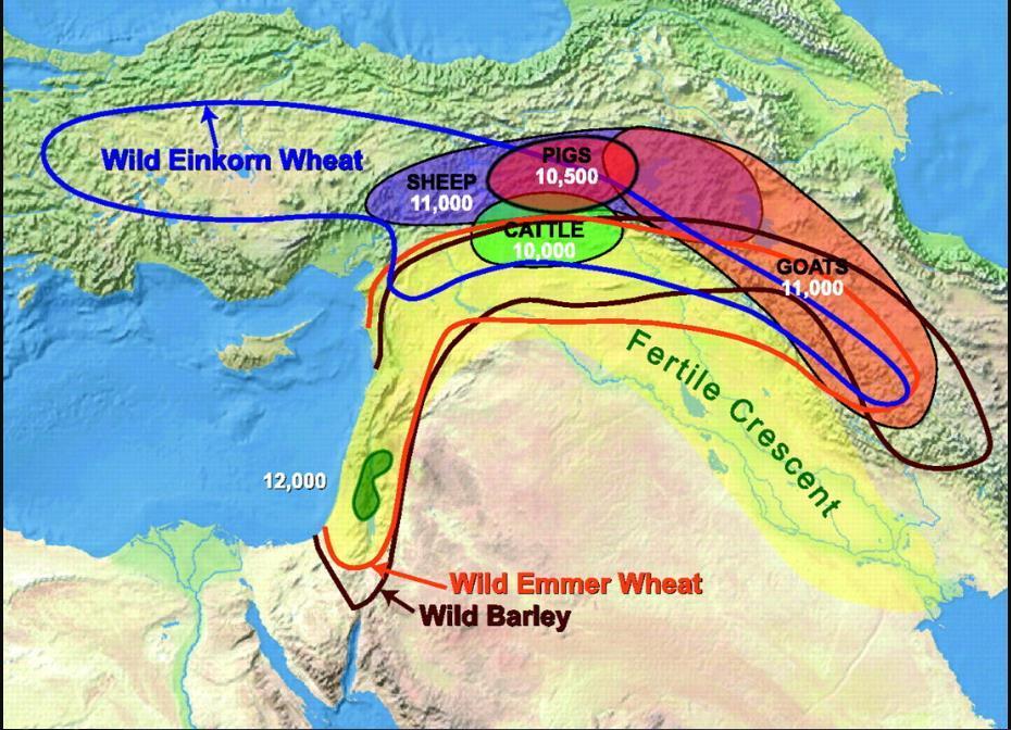 Buğday türlerinin ilk oluştuğu yer, Anadolu'nun da dahil olduğu Mezopotamya olarak kabul edilmektedir (Şekil 2).