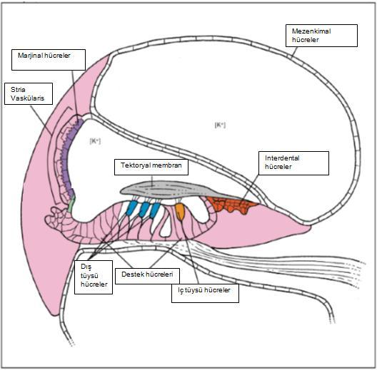 Spiral Ligaman Spiral limbus Şekil 2: Kohlea kesiti, içerdiği yapılar ve Korti organının yerleşimi. Tekin ve ark. (2000) dan değiştirilerek alınmıştır (31).