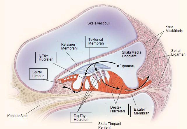 skala vestibuli kısmındaki perilenfte dalgalanmaya yol açar (29, 32).
