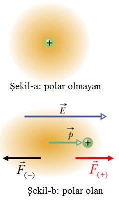 İndüklenmiş Dipol Moment : Su molekülü (H O) gibi birçok molekül kendiliğinden bir dipol momente sahiptir. Bu tür moleküllere " polar" moleküller denir. Aksine, O, N,.