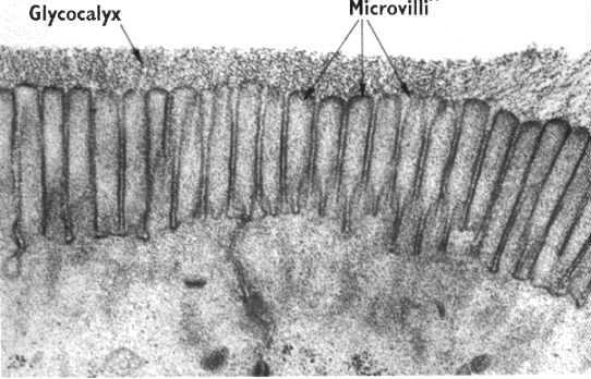 1. Madde alışverişini sağlayan değişimler a. Mikrovilluslar: Bir miktar sitoplazma ile birlikte hücre zarının evaginasyonu sonucu şekillenirler.