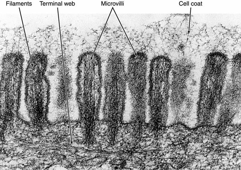 Biyomembranlar Mikrovillusların içlerinde 20-30 adet paralel seyirli aktin filamanı vardır.