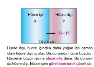 Eğer içme suyu verilirse hücrelerde deplazmoliz gerçekleşir.