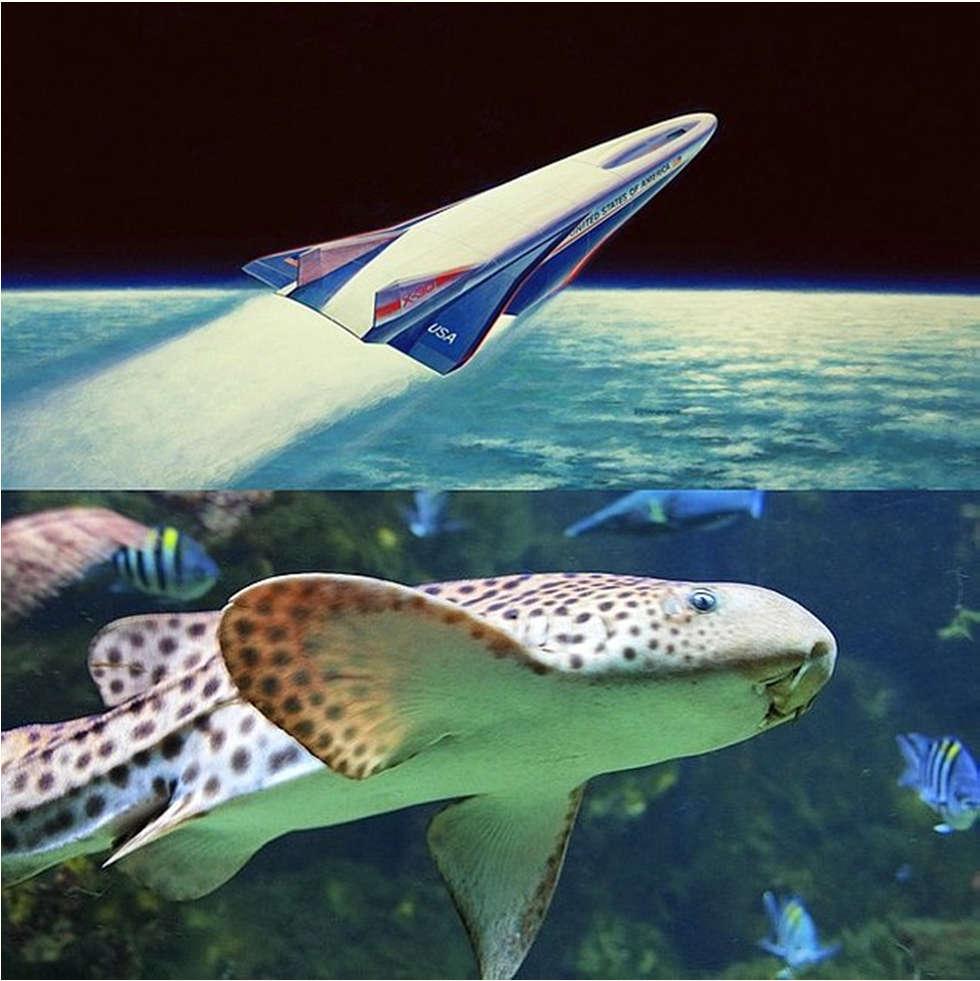 Aerospace Uçağı ve Kedi Balığı Sesten hızlı uçabilen Mc Donald Douglas'ın Orient Express' modeli, kedi balığının