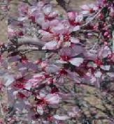 2). 4.1.1.1.(5). Taç Yaprak Rengi Yabani badem tiplerinde çiçeklerin taç yaprak renkleri tam çiçeklenme döneminde saptanmıştır.