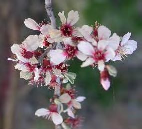 Yıllar itibariyle yabani badem tiplerinde çiçek taç yaprak renklerinde değişiklik gözlenmemiştir (Çizelge 4.2). Ayrancı Tip 1 ve İvriz Tip 7 de çiçek taç yaprak renkleri pembe (Şekil 4.
