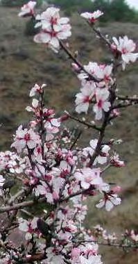 4.1.1.3.(4). Çiçek İriliği Yabani badem tiplerinde çiçek iriliği normal badem çiçeği iriliği ile gözlemsel olarak kıyaslanması yoluyla elde edilmiştir.