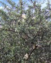 Ağaç Kuvveti Denemede kullanılan yabani badem genotiplerinde 2003, 2004 ve 2005 yıllarını kapsayan gözlemlerde ağaç kuvveti açısından farklılık söz konusu olmamıştır.