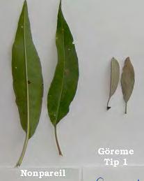 Yaprak Boyu (cm) Denemede yer alan yabani badem tiplerinde yaprak boyu ortalamaları