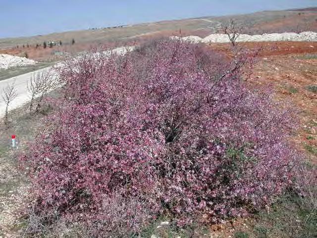 İbrahimşehir yabani badem