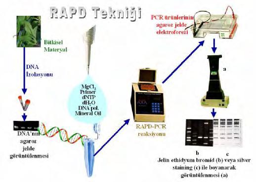 3. MATERYAL VE METOT Safder BAYAZİT Şekil 3.22. RAPD tekniğinin uygulama aşamaları 3.2.5.2. PCR uygulamaları Amplifikasyon koşulları ve PCR döngü programı aşağıda verildiği şekilde Ergül ve ark a (2002) göre gerçekleştirilmiştir.