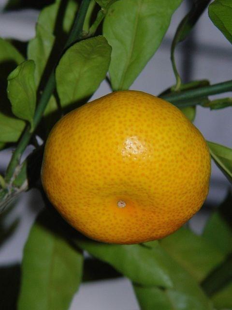 Mandarin