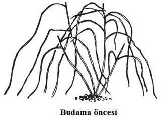 Ahududu bahçelerinde 3.-4. yıllardan sonra ilkbaharda köklerden çıkan sürgünlerin sayısı giderek artar.