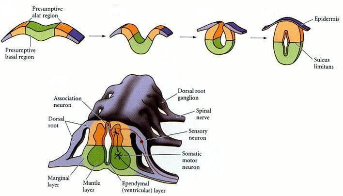 1.3. Medulla spinalis in Gelişimi, Makro ve Mikro Anatomisi 1.3.1 Medulla spinalis Gelişimi Embriyonal omuriliğin lateral duvarları kalındır ve çoğalan hücrelerle paketlenmiģlerdir.