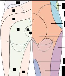 Şekil 2: Lumbosakral dermatomlar, kutanöz sinirler ve refleksler Fizik muayene alt spinal