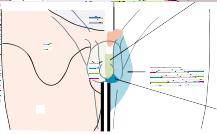 olur. Perianal bölge ve üst uyluğun arkasındaki (A), perinedeki (B), erkek dış genital