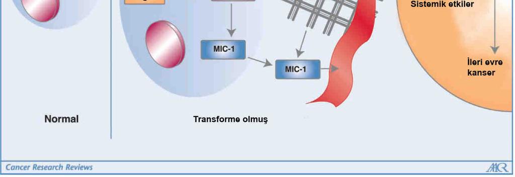 Akut hasar, inflamasyon ve kanser gibi hastalık durumlarında, MİC-1 sentezi çarpıcı bir şekilde artar ve birçok hücresel stres etkenlerine cevap olarak artan sekretuar bir sitokindir (Şekil 1).