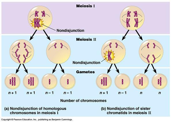 bölünme sırasında ayrılmaması olayıdır. Bunun sonucunda trizomik (Down sendromu, Klinefelter sendromu) veya monozomik (Turner sendromu) zigotlar oluşur.