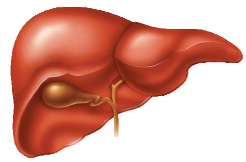 Parasetamol Karaciğer Hasarı Oldukça nadir, 15 mg/kg/doz ve/veya önerilen dozlarda sık aralıkı Karaciğer