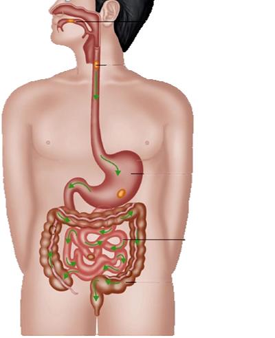 Midenin boş olması etkinin hızlı başlamasını sağlar İbuprofen Oral olarak verildiğinde gastrointestinal sistemin üst