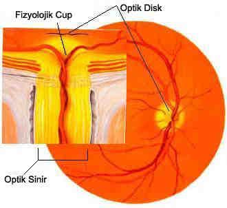 2. GENEL BĐLGĐLER 2.1. OPTĐK SĐNĐR BAŞI ANATOMĐSĐ Retina gangliyon hücrelerinden (RGH) çıkan, yaklaşık 1.2 milyon akson bir araya gelerek optik siniri oluşturur.