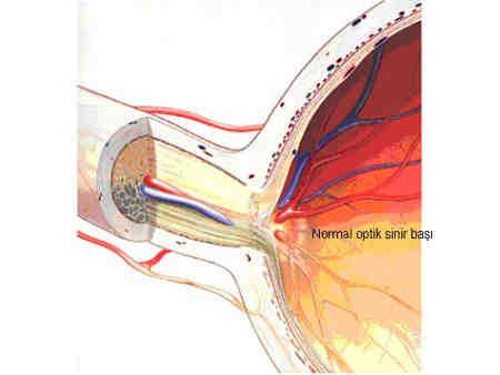 Optik sinir, internal karotis arterinin kafa içinde ilk dalı olan oftalmik arterin dalları ile beslenir. Oftalmik arterin orbitada verdiği ilk dal santral retinal arterdir.