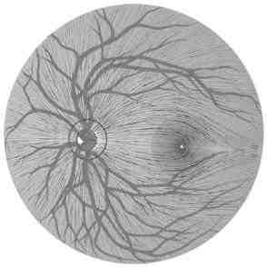 2.2. RETĐNA SĐNĐR LĐFĐ TABAKASININ ANATOMĐSĐ RSLT, astrositler tarafından sarılmış olan RGH aksonları, retinal damarlar, astrosit ve müller hücrelerinden oluşur.