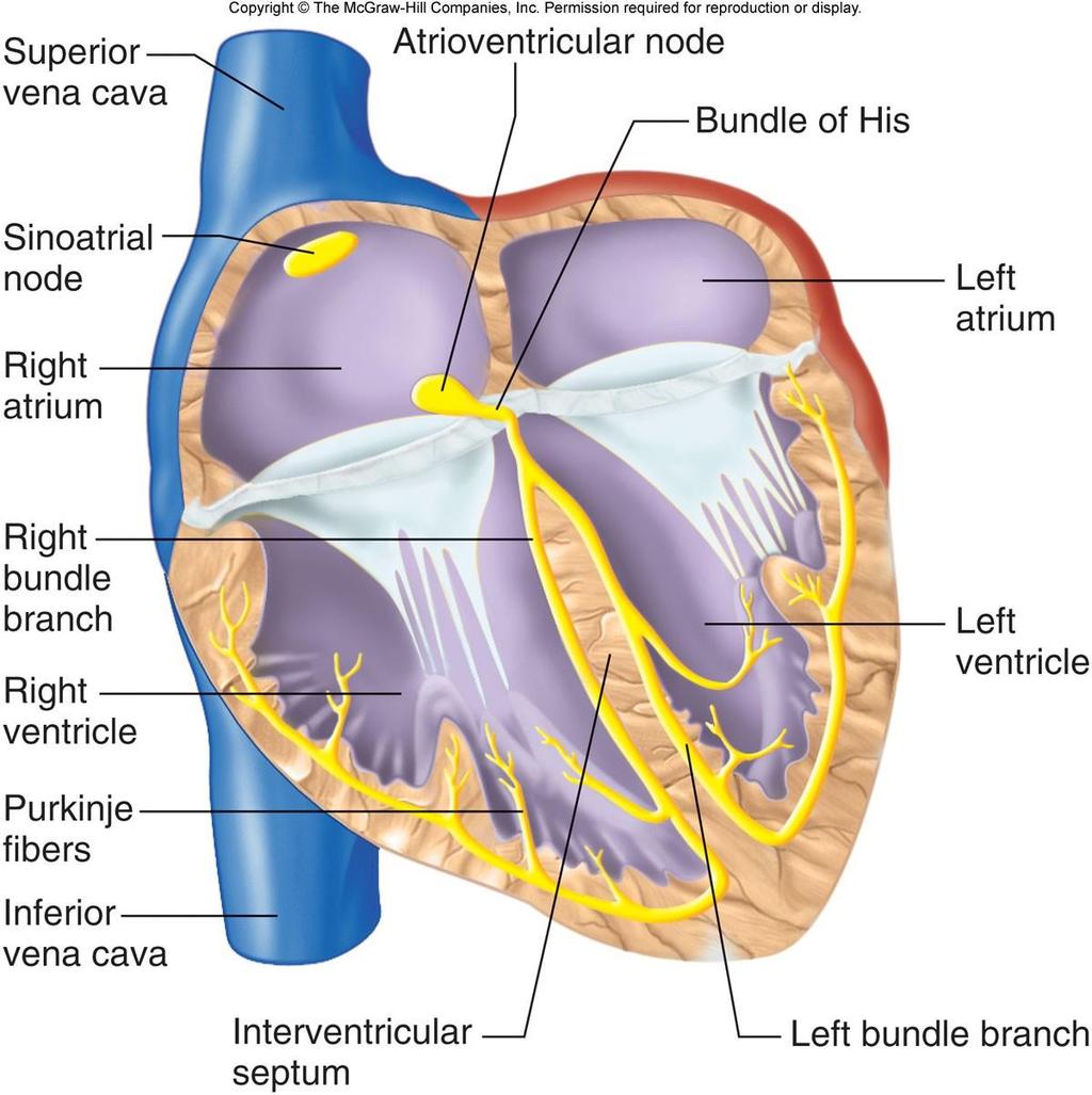 Kalp Atımının Eşgüdümü Atrioventriküler düğüm His demeti Sinoatrial düğüm Sağ kulakçık Sağ demet