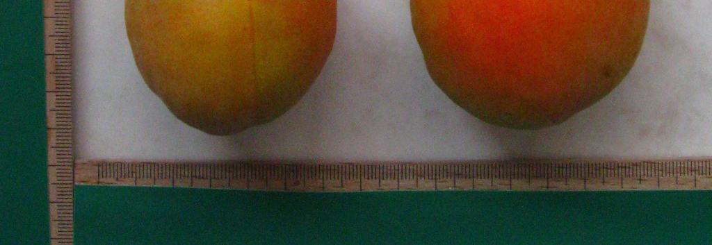 Verimi ortayüksek olup meyveleri çok iridir (80 120 g).