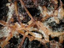 Mycorrhiza terimi yunancadan türemiş olup "kök