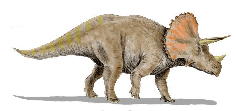 Kretase döneminin sonunda pekçok canlının yokolduğu büyük felakete kadar yaşamış son dinozor türlerindendir.