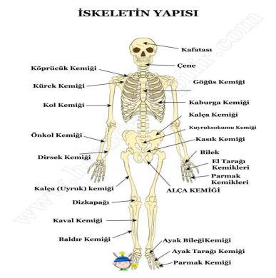 İhtiyacımız olanı yeteri kadar kullanma Toplumda uyulması gereken kuralları insanlara saygılı davranmayı, fikirlere yardım etmeyi, engelli insanlara duyarlı ve yardım sever olmayı öğreneceğiz.