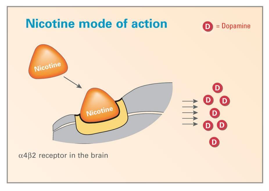 Nikotinin etki mekanizması