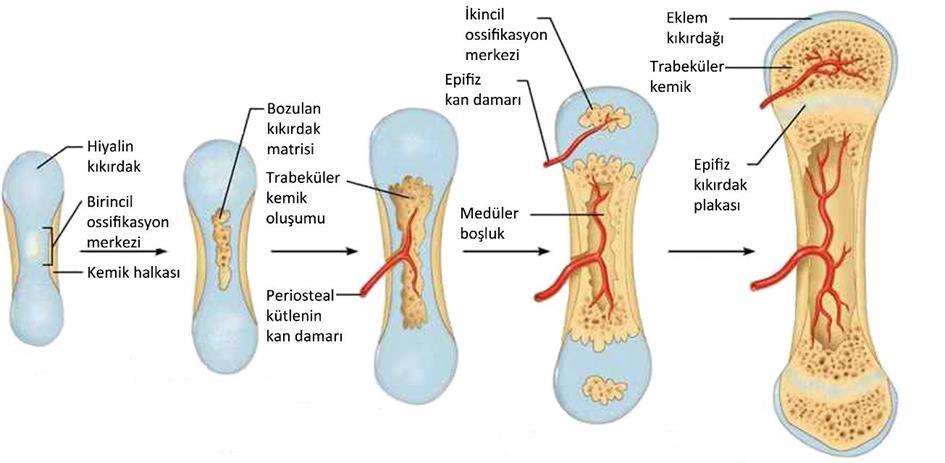 Şekil 2.4 Endokondral kemikleşme (Junqueira, 2005) İntramembranöz kemik oluşumu ise genel olarak kafatası gibi yassı kemiklerin veya kısa kemiklerin yapımında etkindir (Şekil 2.5). İntramembranöz kemikleşmede geçici kıkırdak yapısı olmaz ve mezenkimal hücre organizasyonu ile kemik gelişimi gerçekleşir.