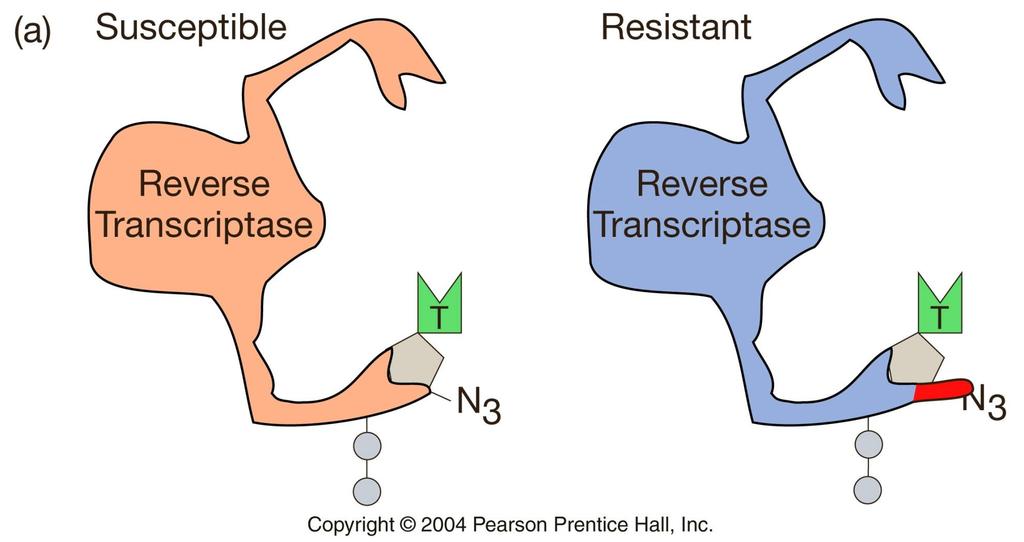 AZT ye duyarlı ve dirençli ters transkriptazlar