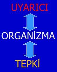 Davranışlar kişiden kişiye, toplumdan topluma ve kültürden kültüre farklılıklar