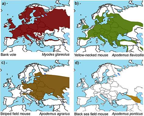 19 Şekil 1.8: Avrupa da görülen patojen hantavirus taşıyıcısı kemiricilerin dağılımı (Vaheri ve ark., 2012). (a) Myodes glareolus, Puumala virus un konağı.