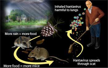 23 Şekil 1.9: Hantavirusun solunum yolu ile bulaşını şematik olarak gösterimi (Kaynak: http://udel.edu/~smilisa/transmission%20of%20hantavirus.