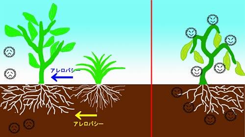Toprağa salınan fenolik bileşikler diğer bitkilerin büyümesini kısıtlayabilir (allelopati).