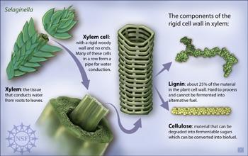 Lignin oldukça kompleks fenolik bir makromoleküldür. Lignin bitkilerde selulozdan sonra en bol bulunan organik maddedir.