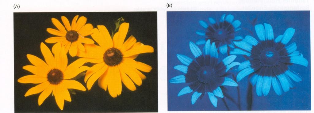 Bitkilerde renkli pigmentler iki ana grupta toplanır: Karotenoidler-Flavonoitler Karotenoidler-sarı, turuncu ve kırmızı rengi verir.