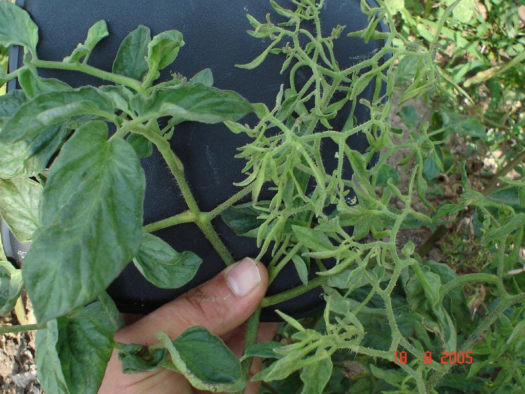 63 A B Şekil 4.6. Domates Bitkisinde Yapraklarda Küçülme (A:Sağlıklı Domates Yaprağı; B:Stolburlu Domates Yaprağı) Yaptığımız çalışmada, domates stolbur hastalığının en çok domates çiçeklerini