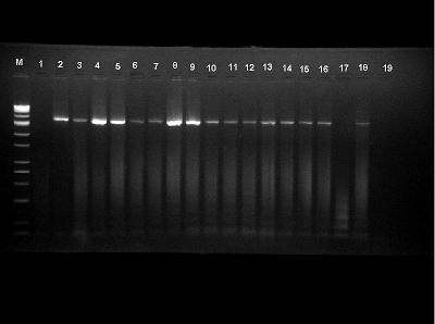 76 Şekil 4.22. Domates Çiçeklerinin P1-P7 Universal Primer Seti ile 16S-23S rdna PCR elektroforez sonuçları. M: Marker 1. kuyu: Negatif Kontrol 2.
