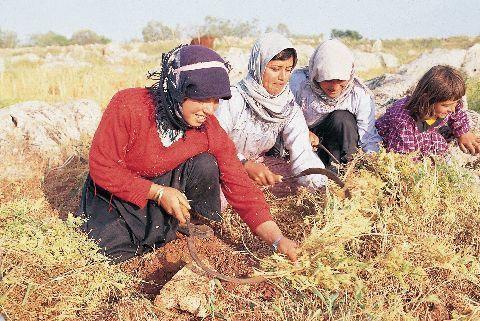 gereksinim duyulan makinalı hasat yapılan ürünlere yönelmektedir.