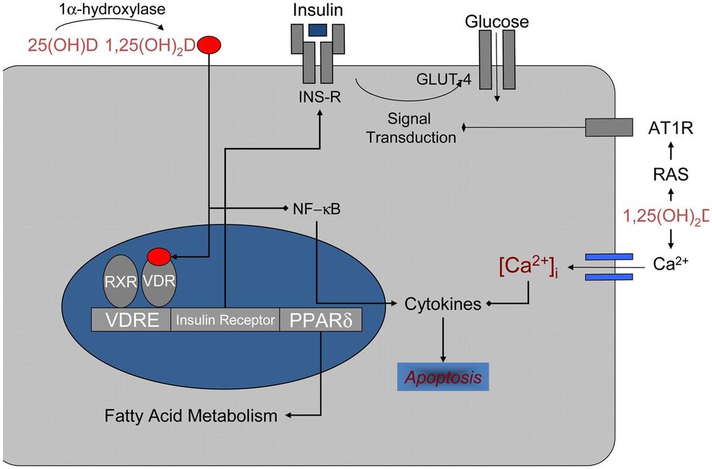 D Vitamini ve İnsülin Duyarlılığı Mitri ve